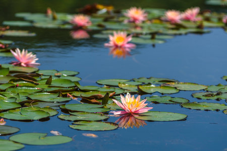Beautiful lotus flower in the pond with green leaf background.の写真素材