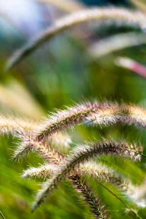Pennisetum pedicellatum flower in nature garden.