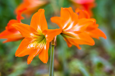 Hippeastrum (Hippeastrum johnsonii)の写真素材