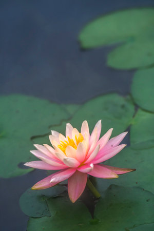 Beautiful lotus flower in the pond with natural background, china.の写真素材