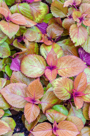 Close up of coleus leaves in the garden, stock photoの写真素材
