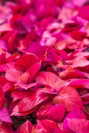Close up of red hydrangea leaves in the garden.の写真素材