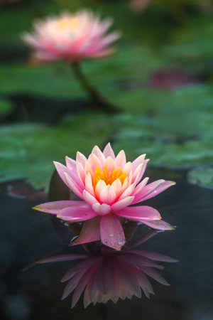 Beautiful lotus flower in the pond with natural background, china.の写真素材