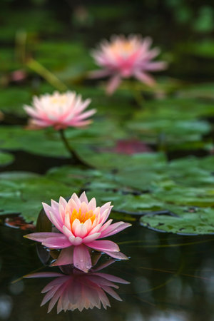 Beautiful pink lotus flower blooming in the pond, stock photoの写真素材