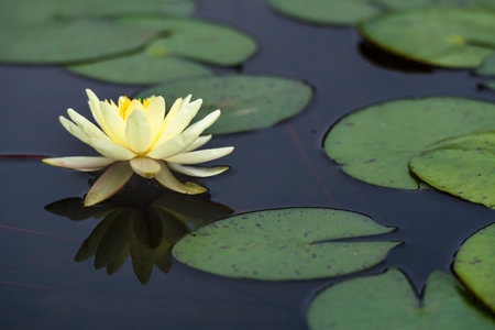White water lily in a pond with water lily pads.の写真素材