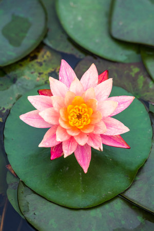 Beautiful lotus flower on the pond in the morning, stock photoの写真素材