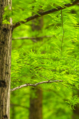 Close up of green fern in the forest. Nature background.の写真素材