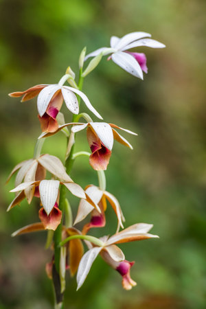 Tropical rain forest wild orchids in China, Asiaの写真素材