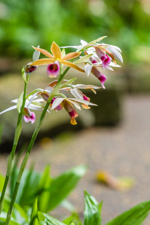 Orchid flower in the garden at Doi Inthanon National Park.の写真素材