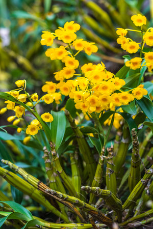 Beautiful yellow orchid flower in garden, china. (Selective focus)の写真素材