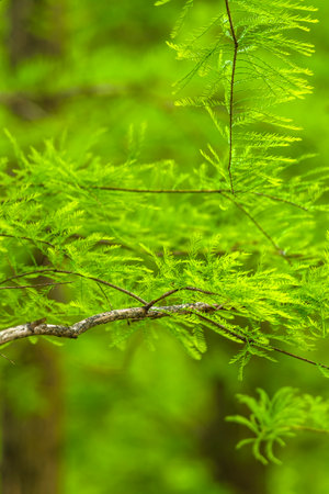 Green leaves on a tree in the forest. Shallow depth of field.の写真素材