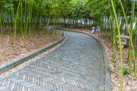 Walkway in the park with bamboo trees and stone walkway.の写真素材