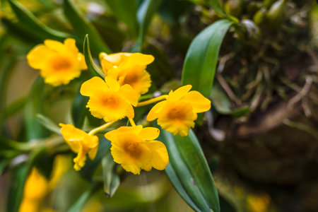 Beautiful yellow orchid flower in botanical garden,china.の写真素材
