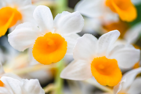 White orchid in the garden.の写真素材