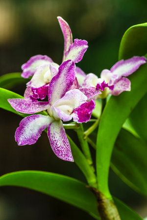 Purple orchid flower in the garden. Natural floral background.の写真素材