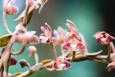 Close up of Orchid flower, china. (Selective focus)の写真素材