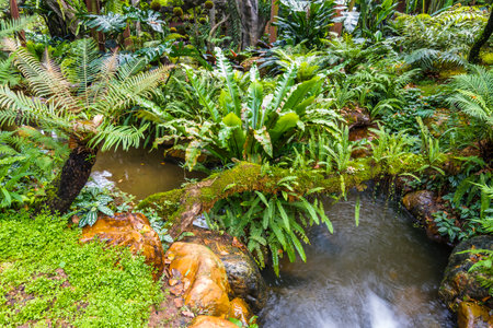 Beautiful waterfall in the botanical garden at Doi Inthanon National Park, Thailand.の写真素材