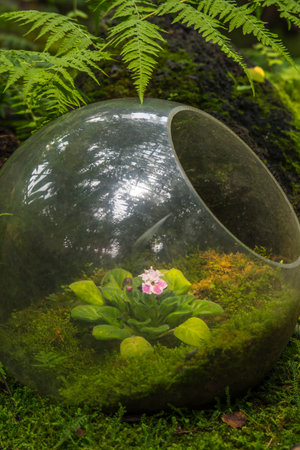 Glass ball with flowers in the green moss on the ground in the forestの写真素材