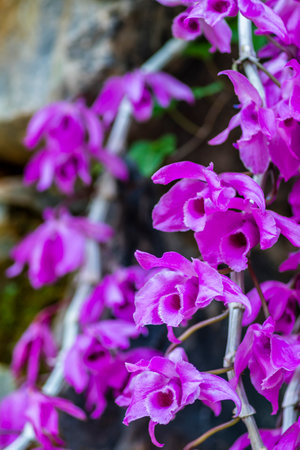 Purple orchids blooming in the garden, Thailand.の写真素材