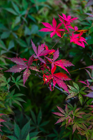 Maple leaves in autumn season. Red and green leaves background.の写真素材