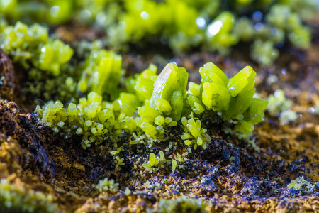Close up of green moss growing on a rock in the forest.の写真素材
