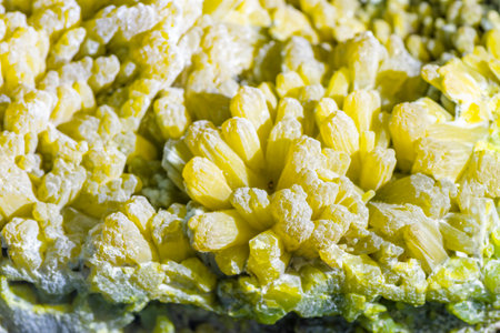 Macro detail of a yellow chrysanthemum flower.の写真素材