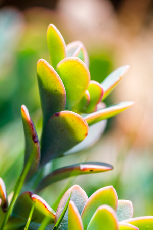 Close up of succulent plant, Thailand. (Selective focus)の写真素材