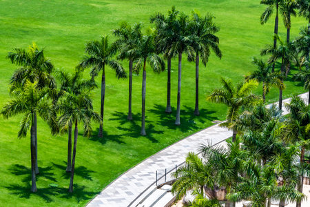 Palm trees on a green lawn in the park, aerial viewの写真素材