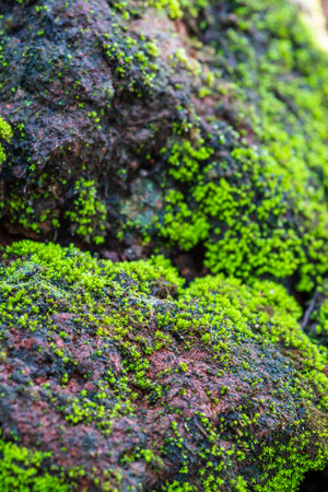 Green moss on the rock. Close up. Selective focus.