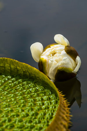 Water lily on the surface of a pond, close-upの写真素材