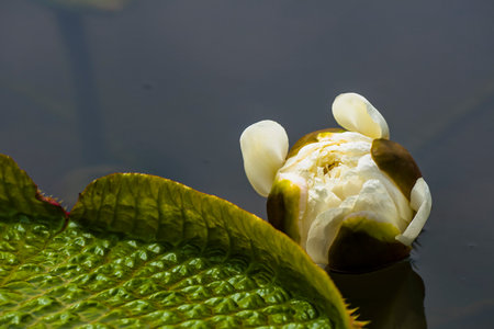 White lotus flower on the water surface, close up view.の写真素材