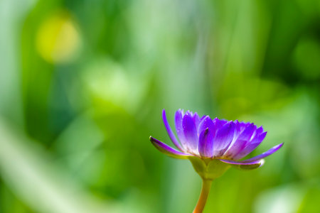 Purple lotus flower in the pond with green nature background.の写真素材