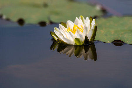 Beautiful water lily in the pond with reflection on water surfaceの写真素材