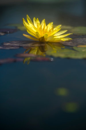 Yellow water lily in the pond. Selective focus and shallow depth of field.の写真素材