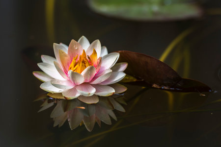 Beautiful waterlily or lotus flower in the pond.の写真素材