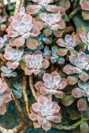 Beautiful succulent plants in the botanical garden, stock photoの写真素材