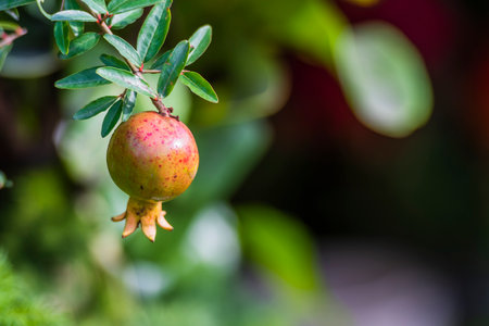 Pomegranate fruit on the tree with green leaves in the gardenの写真素材