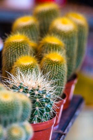 Cactus in the pot at the flower market. Selective focus.の写真素材