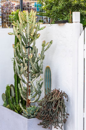 Cactus plant in the pot on the white wall, stock photoの写真素材