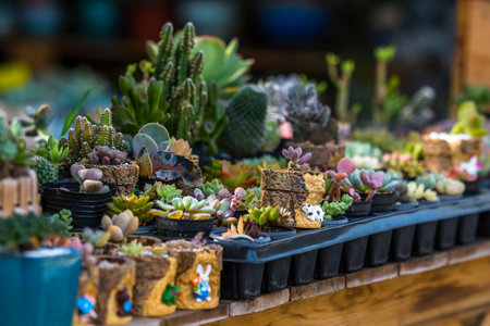 Miniature succulent plants in flower shop. Selective focus.の写真素材