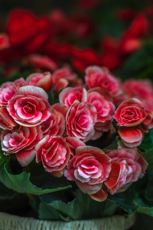 Beautiful red and pink begonia flowers in a vase.の写真素材