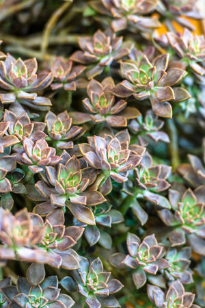 Close up of succulent plant in the garden. Natural background.の写真素材