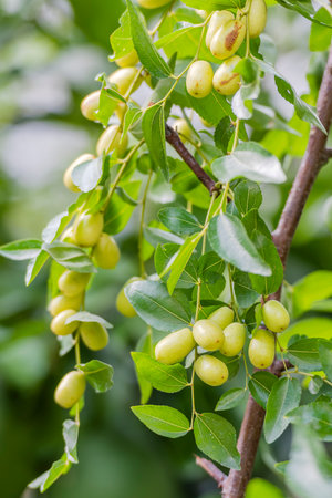 Chinese jujube fruits on the tree, jujube treeの写真素材