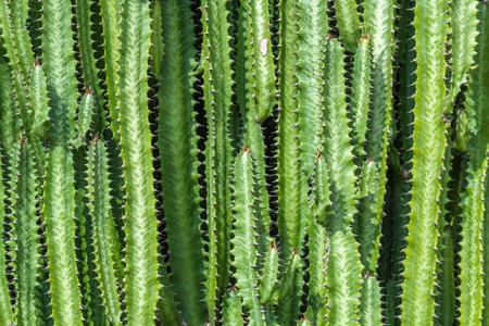 Cactus in a botanical garden in Gran Canaria, Spainの写真素材