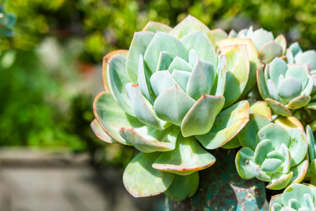 Succulent plant in garden, Thailand. (Selective focus)の写真素材