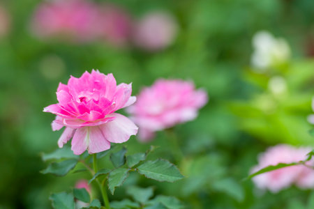 Pink rose in the garden, Roses are beautiful with a beautiful sunny day.の写真素材