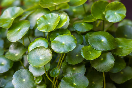 Gotu kola, Asiatic pennywort, Centella asiaticaの写真素材