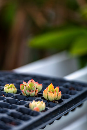 Miniature succulent plants in black plastic tray on blurred background.の写真素材