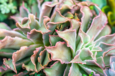 Close up Echeveria plant in the garden, Thailand.の写真素材