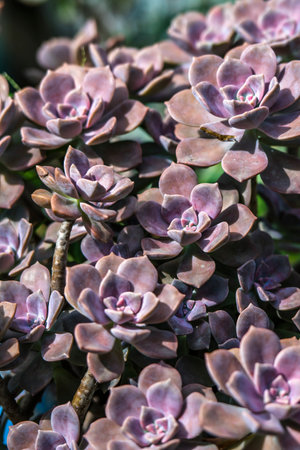 Succulent plant in a botanical garden, closeup of photoの写真素材